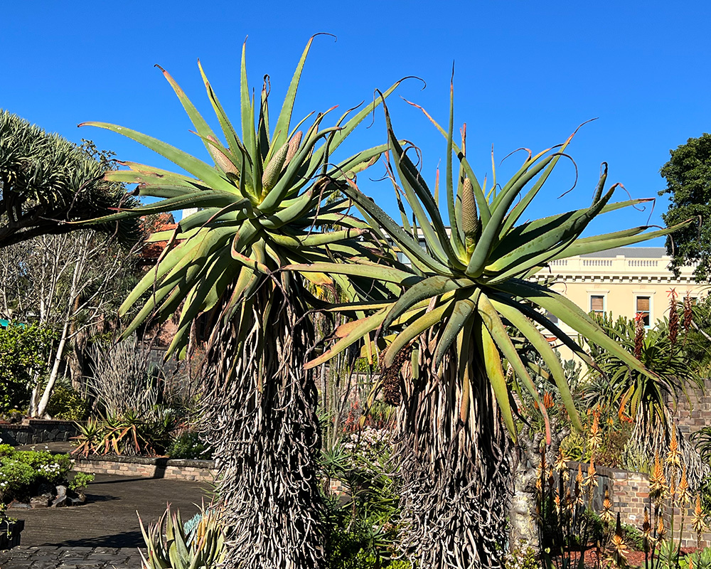 Aloe Speciosa - Sydney Botanic Gardens
