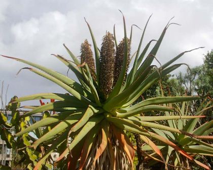 Aloe Speciosa - the short flower stems should be removed when they die