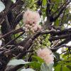 Barringtonia neo-caledonica - pendulous spikes of soft pink fluffy flowers