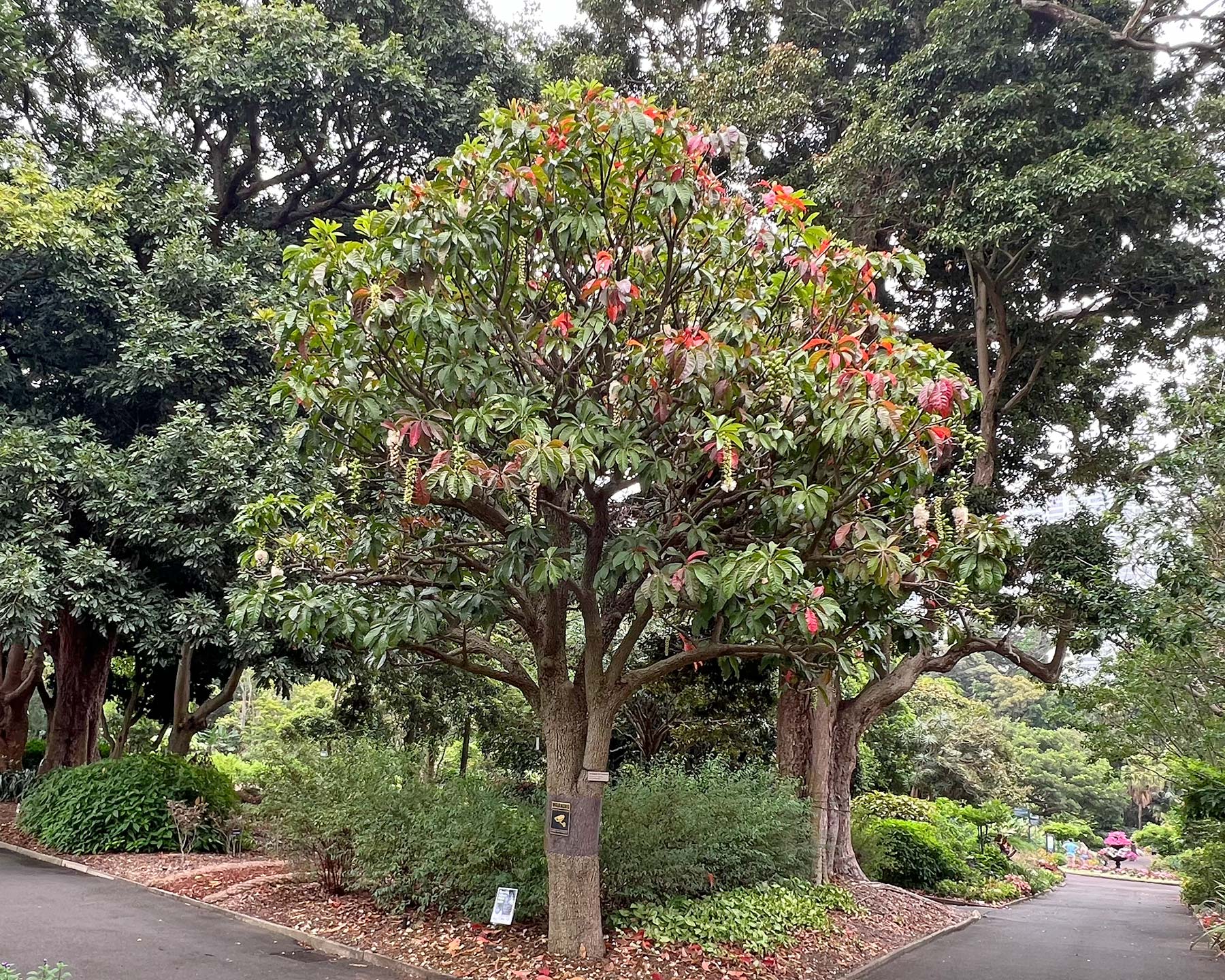 Barringtonia neo-caledonica - growing in Sydney Botanic Gardens in Summer