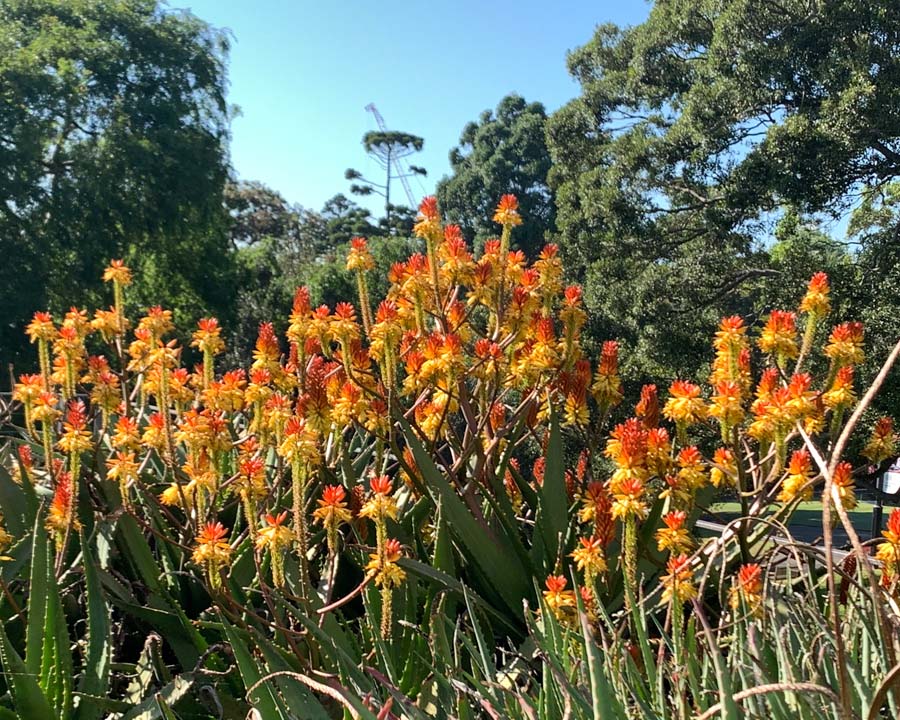 Aloe candelarum - yellow and orange flower spikes.  Early spring in Sydney Botanic Gardens