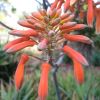 Aloe striata or Coral Aloe has pendulous coral-red flowers