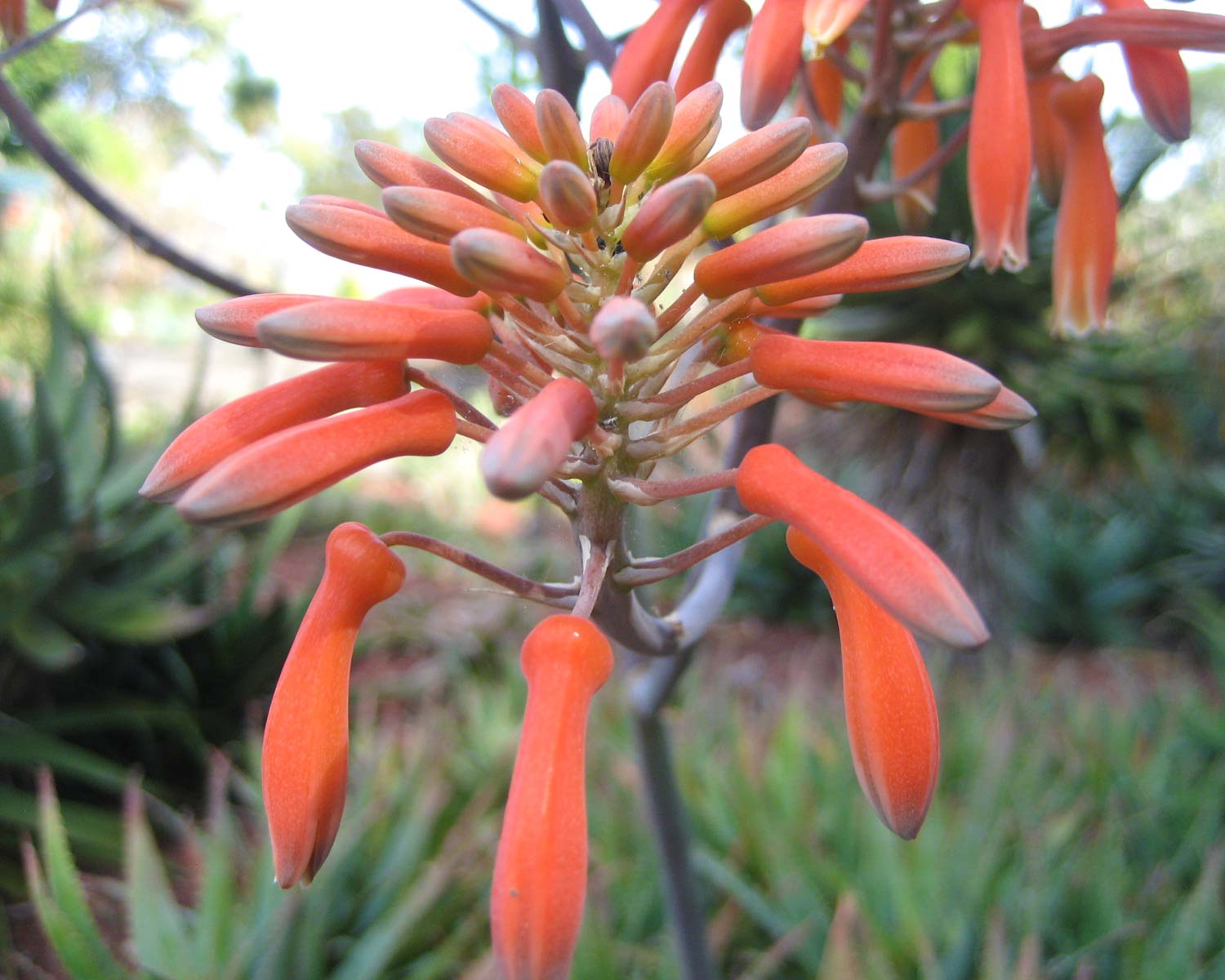 Aloe striata or Coral Aloe has pendulous coral-red flowers
