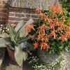 Aloe striata - as seen at Wisley