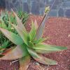 Aloe striata - the leaves have a pink tinge with higher levels of sunlight