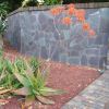 Aloe striata - Sydney Botanic Gardens