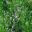 Boronia crenulata, Aniseed boronia