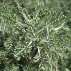 Artemisia pontica 