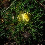 Banksia  fraseri 