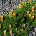 Banksia  spinulosa 'Cherry Candles'