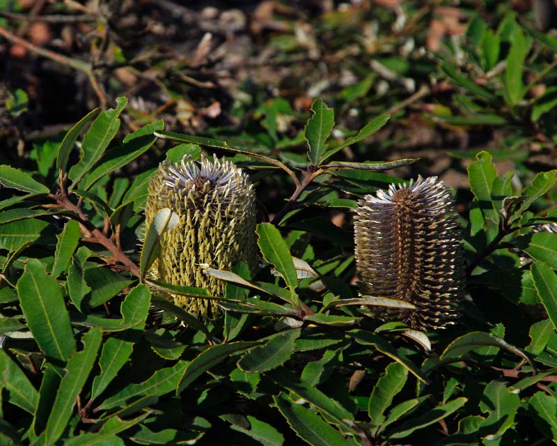 Banksia paludosa Prostrate Form