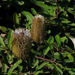 Banksia paludosa Prostrate form