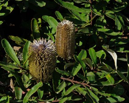 Banksia paludosa prostrate form has dull yellow cones