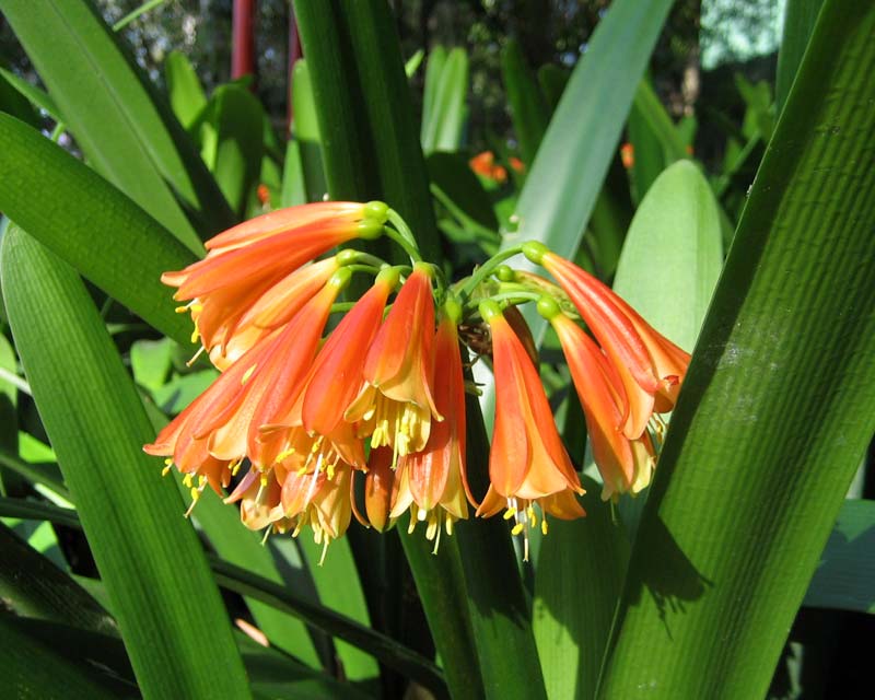 Clivia x crytanthiflora - umbel of orange funnel form flowers