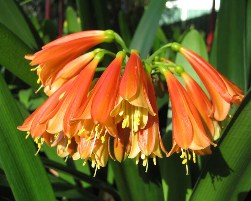 Clivia x crytanthiflora - pendulous orange funnel shaped flowers