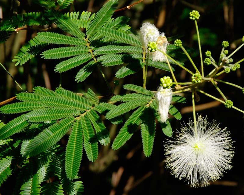 Calliandra portoricensis - white powder puff flowers and sensitive pinnate leaves