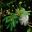 Calliandra portoricensis - white fluffy flowers