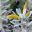 Eremophila glabra 'Kalbarri Carpet'. low growing with silvery foliage,  yellow tubular flowers
