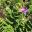 Eremophila cuneifolia - Purple to Pink flowers borne in leaf axil