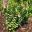 Eremophila cuneifolia common name Pinyuru - low spreading shrubs with wedge or heart shaped leaves