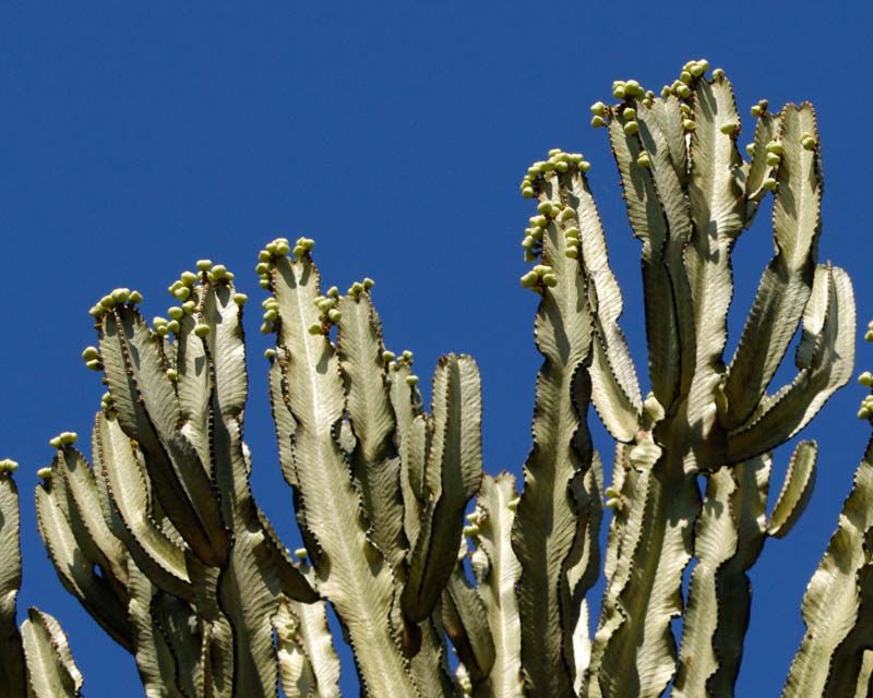 Euphorbia ammak - produces oval fruit on the branch tips in Spring and Summer