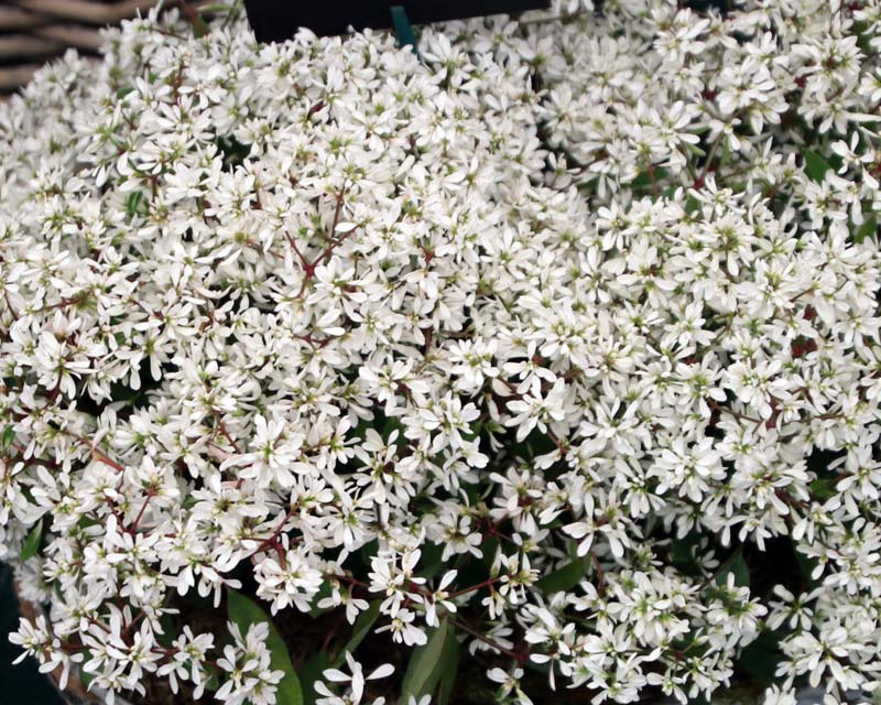 Euphorbia hypericifolia 'Diamond Star'