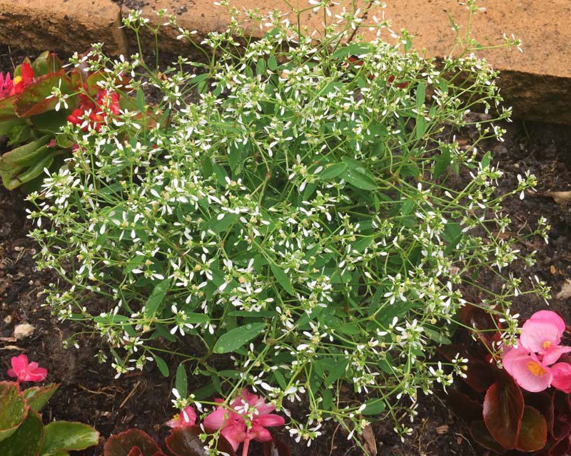 Euphorbia hypericifolia 'StarDust'
