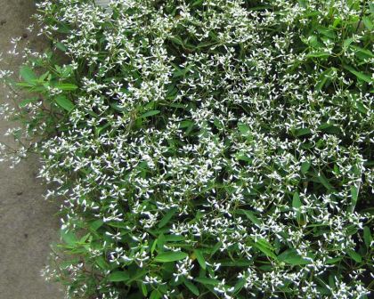 Euphorbia Diamond Frost -