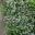 Euphorbia hypericifolia | GardensOnline