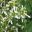Euphorbia hypericifolia 'StarDust'