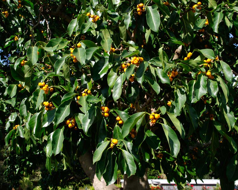 Ficus altissima - in summer the fruit turns an orangey - yellow colour
