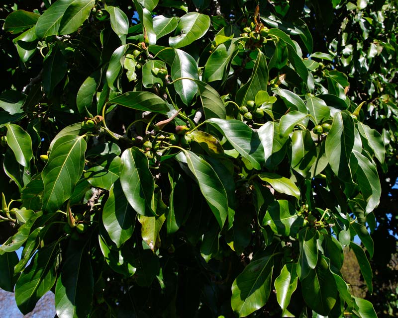 Leaves and fruit of Ficus altissima in early spring