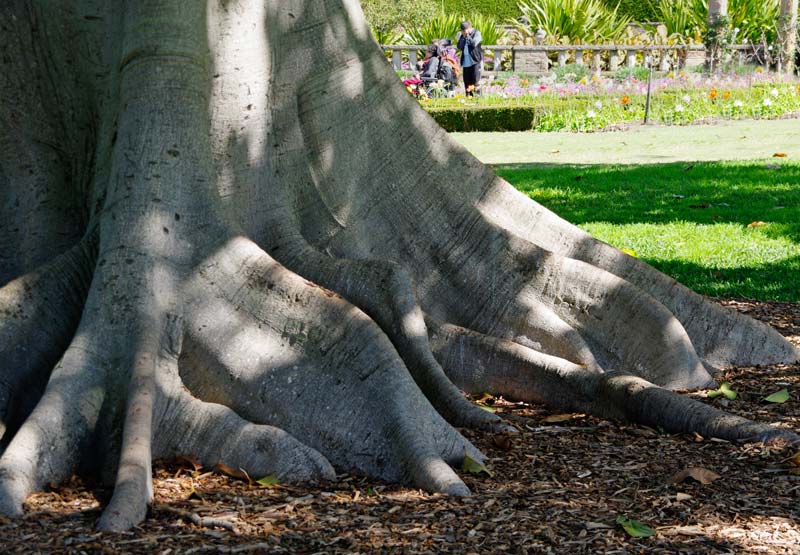 Ficus Altissima has a smooth grey trunk and buttress roots