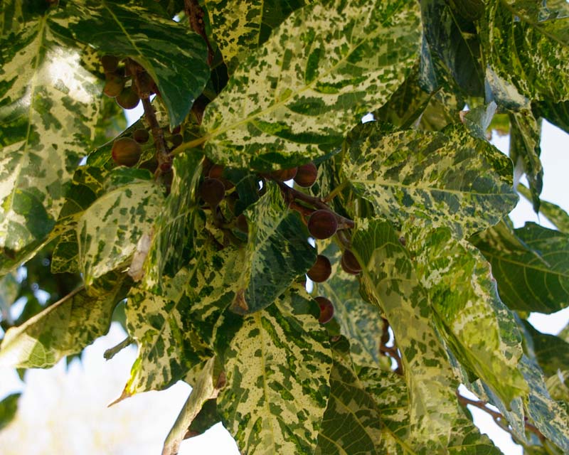 Ficus aspera cv Parcellii is better known as the Mosiac Fig because of its mottled leaves