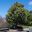Ficus Aspera sc Parcellii is a medium size tree