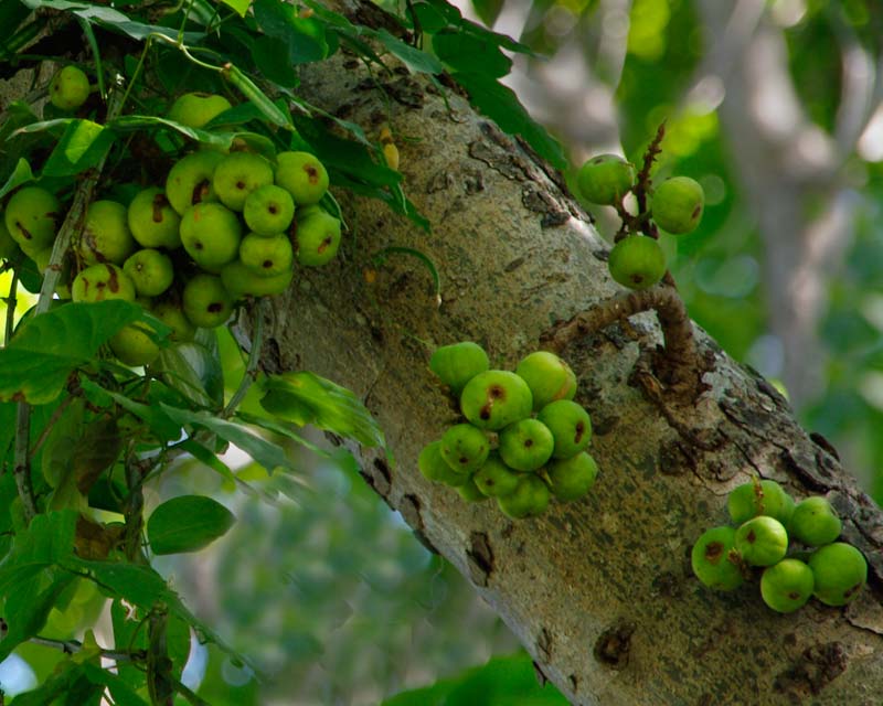 Clusters of figs - Ficus Ramosa