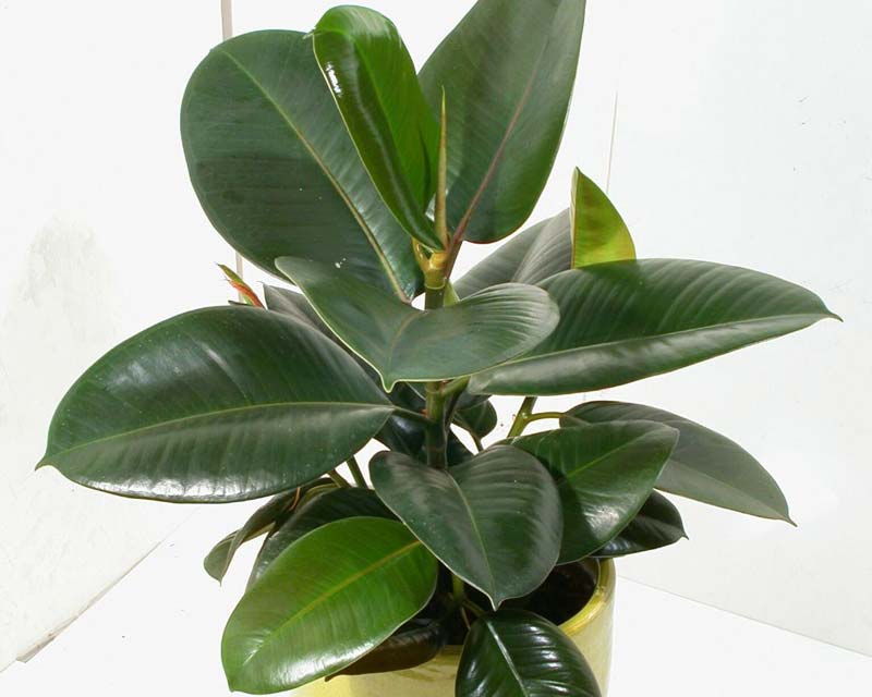 Ficus elastica Robusta, kept small in a pot makes a perfect indoor plant