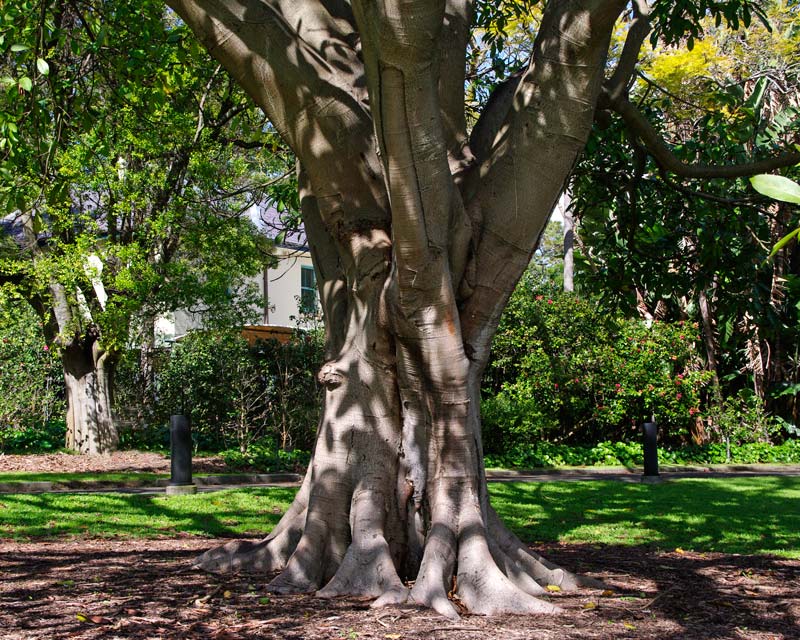 Ficus vogelii or West African Rubber Tree smooth trunk, buttress roots