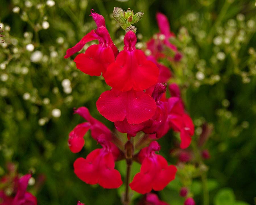 Salvia microphylla 'Heatwave Blaze' has dark crimson flowers