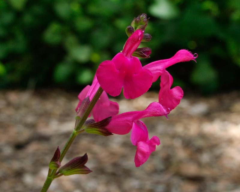Salvia microphylla Pennys Smile has deep pink flowers