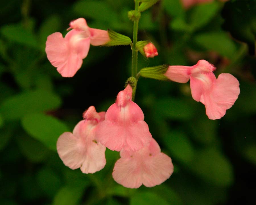 Salvia microphylla 'Ribambelle' has soft salmon pink flowers