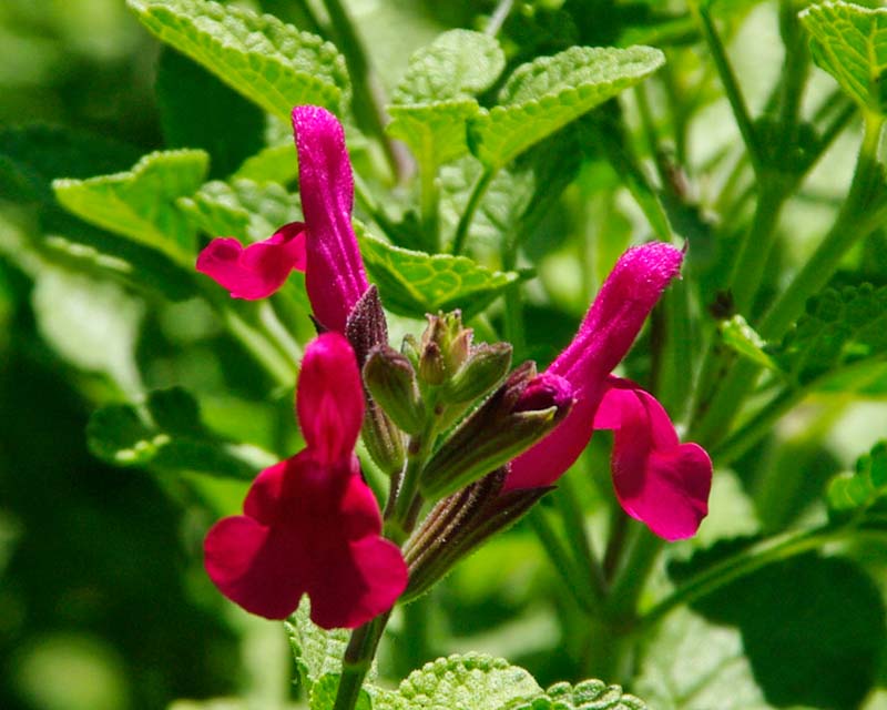 Red-pink flowers of Salvia microphylla San Carlos Festival