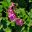 Salvia microphylla Musk Pink Cherry Sage