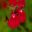 Salvia microphylla 'Ruby Star'  Scarlet flowers