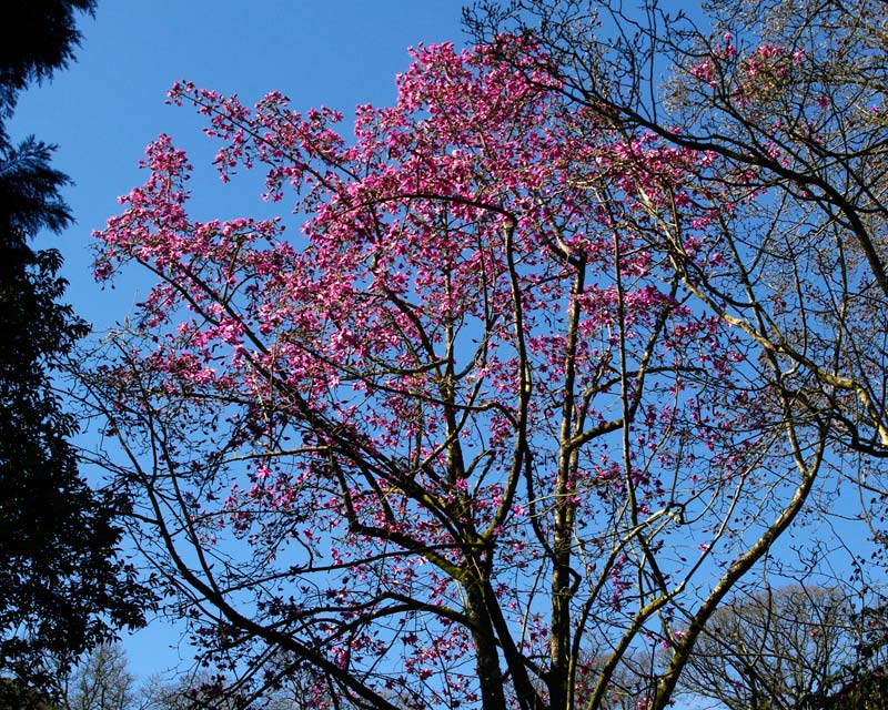 Magnolia Sargentiana Var Robusta X Sprengeri 'Diva'. Large tree to 21m tall with pink flowers