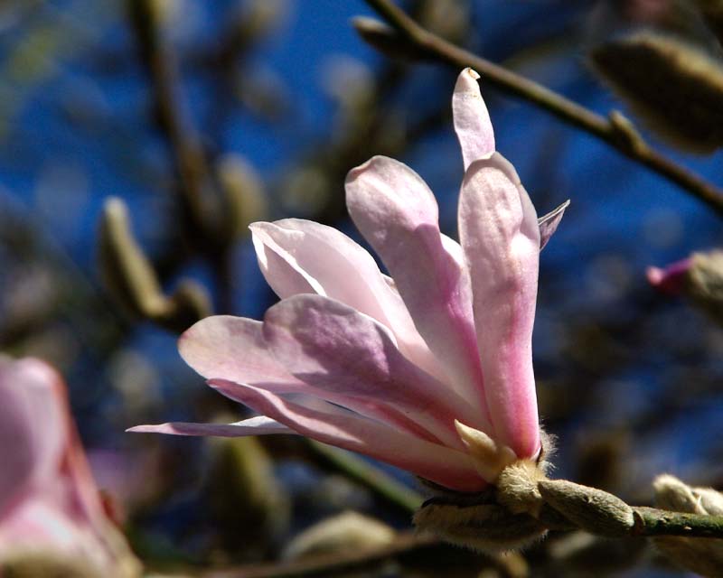 Magnolia x Loebneri  Leonard Messel- compact form star-like pale pink flowers - Caerhays UK