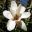 Magnolia Cecile Nice -  Caerhays UK