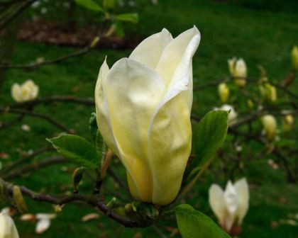 Magnolia Yellow Lantern (M. acuminata subcordata x M. soulangeana 'Alexandrina')