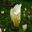 Magnolia Yellow Lantern (M. acuminata subcordata x M. soulangeana 'Alexandrina')