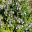 Salvia africana caerulea